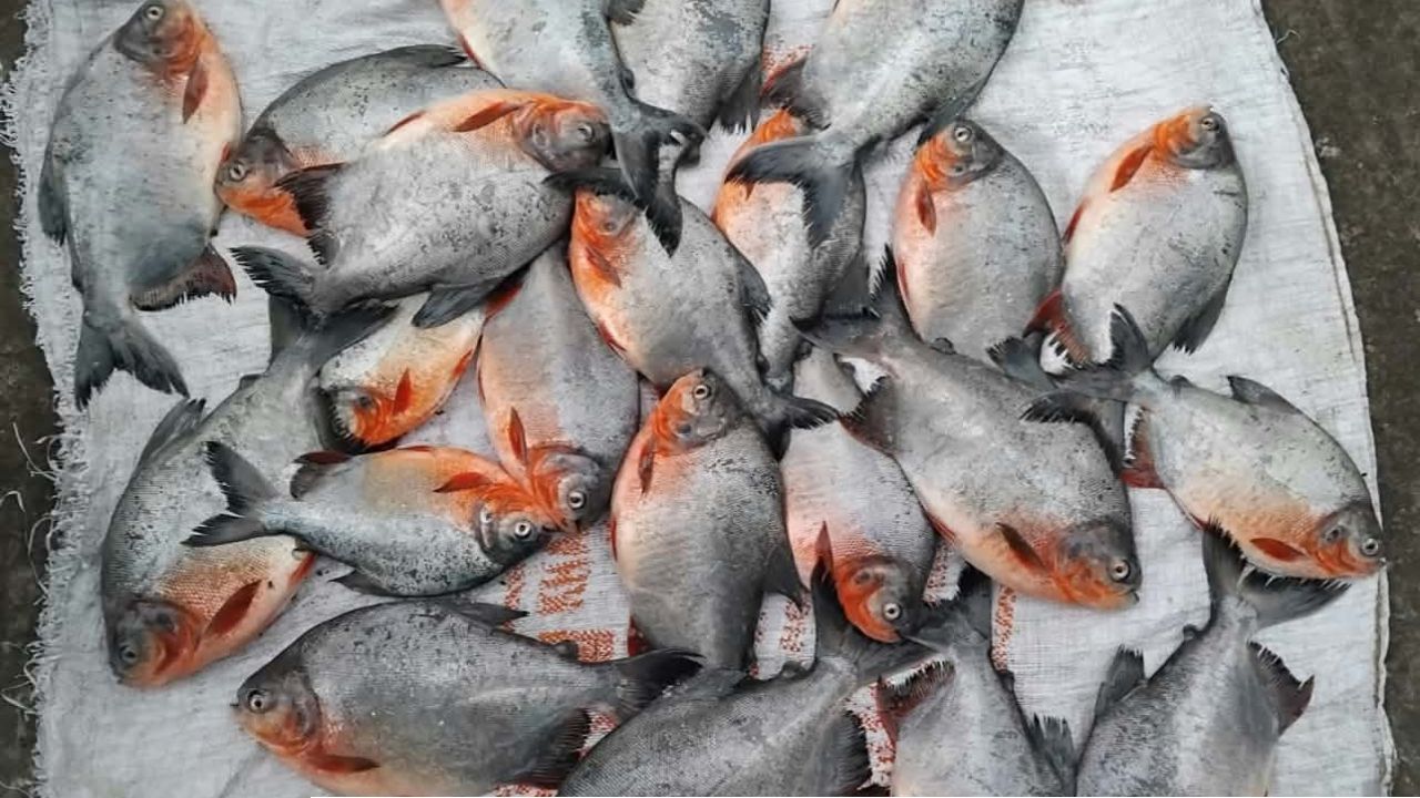 ফতুল্লায় পিরহানা মাছ আটক
